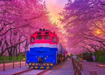 ទីកន្លែង​ទស្សនា​ផ្ការីក ចំនួន ៥នៅ​កូរ៉េ ដែល​ប្រិយមិត្ត​ចេញដើរ​ក្រៅ​ប្រទេស មិន​គួរ​មើល​រំលង