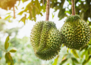 គុណប្រយោជន៌ទាំង ៧ ដែល​គេ​ចាត់ទុកថា ទុរេន ជាស្ដេចផ្លែឈើ​នៅ​អាស៊ី!