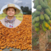 អ្នកនាំពាក្យក្រសួងកសិកម្ម ឲ្យគន្លឹះ ៤សំខាន់ ដល់កសិករដាំដុះហើយ មិនសូវពិបាកទីផ្សារ