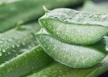 ប្រទាលកន្ទយក្រពើ… ជារុក្ខជាតិឱសថដ៏មានប្រសិទ្ធភាពចំពោះសុខភាពស្បែក