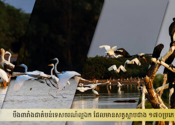 បឹងពារាំងជាតំបន់ទេសចរណ៍ល្អឯក ដែលមានសត្វស្លាបជាង ១៧០ប្រភេទ