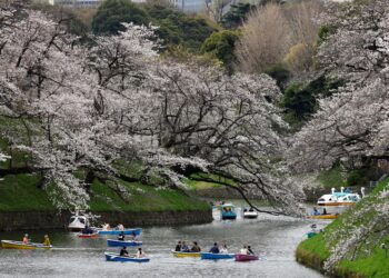 ស្អាតណាស់! Cherry Blossoms រដូវផ្កាសាគូរ៉ា រីកបង្ហាញសម្រស់យ៉ាងស្រស់បំព្រងនៃធម្មជាតិ