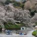 ស្អាតណាស់! Cherry Blossoms រដូវផ្កាសាគូរ៉ា រីកបង្ហាញសម្រស់យ៉ាងស្រស់បំព្រងនៃធម្មជាតិ