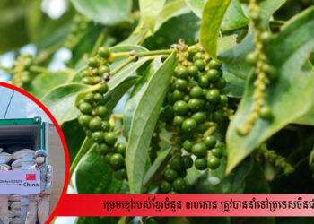 ម្រេចខ្មៅកម្ពុជាចំនួន ៣០តោន ត្រូវបាននាំចេញទៅប្រទេសចិនជាលើកដំបូង