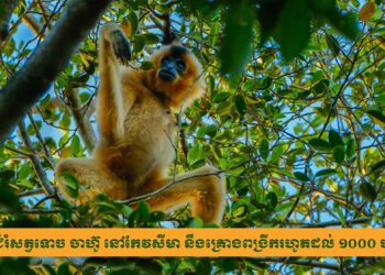 តំបន់ជំរំសត្វទោច ចាហ៊ូ នៅកែវសីមា នឹងគ្រោងពង្រីករហូតដល់ ១០០០ ហិកតា