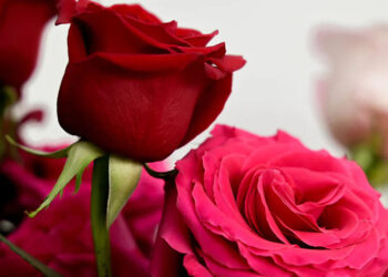 អត្ថន័យដ៏មហាសាលនៅពីក្រោយ “ផ្កាកុលាប” មួយទង ជូនចំពោះមិត្តនារី