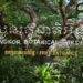 សួនរុក្ខជាតិអង្គរ បានក្លាយជាសមិទ្ធផលទេសចរថ្មីមួយទៀត នៅក្នុងក្រុងសៀមរាប ដែលភ្ញៀវទេសចរមិនគួររំលង