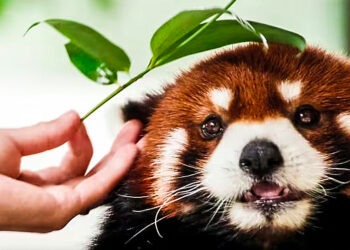 ខ្លាឃ្មុំផេនដាក្រហម មានដើមកំណើតនៅភាគនិរតីនៃប្រទេសចិន – ខេត្តស៊ីឈួន “Sichuan” និងខេត្តយូណាន “Yunnan”