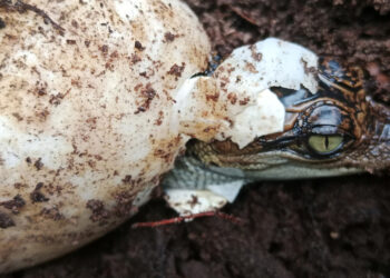 Five Siamese Crocodile Nests Discovered in Cambodia’s Cardamom National Park!
