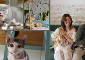 Ministry of Cat : A Paradise for Cat Lover in Phnom Penh