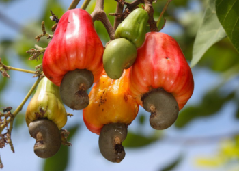 ជប៉ុនជួយឱ្យកម្ពុជាឆ្ពោះទៅរកគោលដៅក្លាយជាប្រទេសនាំចេញគ្រាប់ស្វាយចន្ទីលំដាប់កំពូល