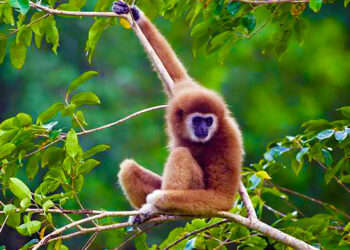 សត្វទោចថ្ពាល់លឿង នៅតំបន់ជំរុំសត្វទោច ចាហ៊ូ ដែនជម្រកសត្វព្រៃកែវសីមា ខេត្តមណ្ឌលគិរី ទើបតែបង្កើតបានកូនតូចមួយទៀត