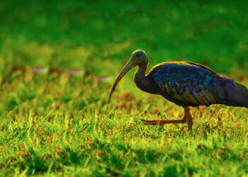 សត្វដែលជិតផុតពូជនៅលើពិភពលោកមានវត្តមានច្រើនបំផុតនៅកម្ពុជា