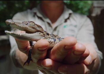 កូនក្រពើភ្នំដែលជិតផុតពូជបំផុត១៤ក្បាលបានញាស់ដោយជោគជ័យនៅដែនជម្រកសត្វព្រៃសៀមប៉ាង