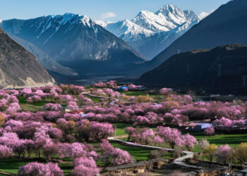 សម្រស់ផ្ការីកស្គុះស្គាយដ៏ស្រស់ស្អាត នានិទាឃរដូវក្នុងប្រទេសចិន