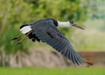 សំបុកសត្វកុកពាក់អំបោះចំនួន៥ និងកូនចំនួន៩ក្បាល ត្រូវបានគេរកឃើញនៅដែនជម្រកសត្វព្រៃលំផាត់