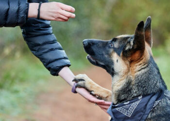 វិធីសង្រ្គោះបឋម ៖ សត្វឆ្កែ ឬឆ្មាខាំ