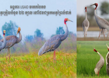 សត្វក្រៀលចំនួន ២០០ក្បាល ត្រូវបានរកឃើញនៅជម្រកសត្វព្រៃលំផាត់